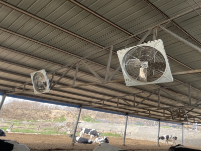 恒力機械牛舍風機助力現代化牛場